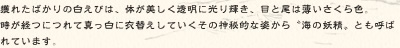 獲れたばかりの白えびは、体が美しく透明に光り輝き、目と尾は薄いさくら色。時が経つにつれて真っ白に衣替えしていくその神秘的な姿から”海の妖精“とも呼ばれています。